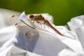 Resting Dragonfly on piece of paper Royalty Free Stock Photo