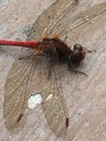 A Resting Dragonfly In Red