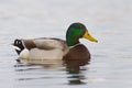 Resting Drake Mallard Royalty Free Stock Photo