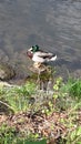 Resting duck by flowing river