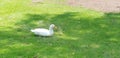 Resting duck in the grass