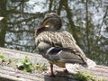 Resting duck by a pond