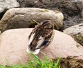 Resting duck sitting on a rock hiding beak under wing