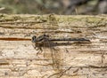 Resting Dusky Clubtail