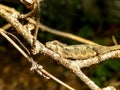 Resting Dwarf Chameleon Royalty Free Stock Photo
