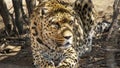 Resting elderly leopard in namibia