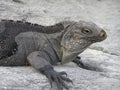 Resting female black iguana Royalty Free Stock Photo