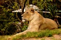 Resting female lion