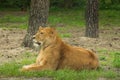 Resting female lion in a meadow