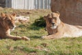 Resting female lions the ground. Royalty Free Stock Photo