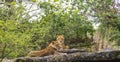 Resting Female Lions