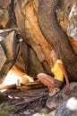 Resting female rock climber