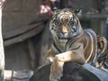 Resting jung Sumatran Tiger, Panthera tigris sumatrae Royalty Free Stock Photo