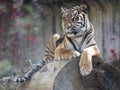 Resting Sumatran Tiger, Panthera tigris sumatrae Royalty Free Stock Photo