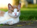 Resting Feral Tabby Cat - Felis catus