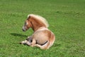 Resting Filly Royalty Free Stock Photo