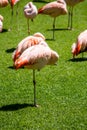 Resting flamingo in foreground and other flamingo birds around Royalty Free Stock Photo