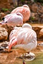 Resting flamingo in foreground and other flamingo birds around