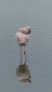 resting flamingo - mirror reflection