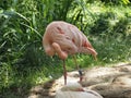 resting flamingo Royalty Free Stock Photo