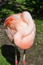 A Resting Flamingo Royalty Free Stock Photo