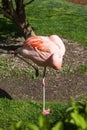 A Resting Flamingo