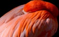 Resting Flamingo Royalty Free Stock Photo