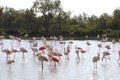 Resting flamingos in the Camargue, France Royalty Free Stock Photo