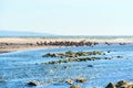 Resting Flock of Brown Pelicans on Malibu\'s Shallow Waters Royalty Free Stock Photo