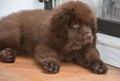 Resting Fluffy Brown Newfie Puppy Dog Laying Down Royalty Free Stock Photo