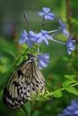 Resting flutterby beauty Royalty Free Stock Photo