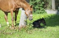 Resting foal in tree shodow with mom. farming life Royalty Free Stock Photo