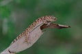 Resting gecko Royalty Free Stock Photo