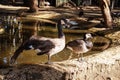 Resting geese and ducks in a park near the water on a sunny day. Royalty Free Stock Photo
