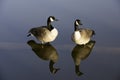 Resting geese on a pond log.