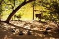 Resting geese and their houses in a park near a pond on a sunny day. Royalty Free Stock Photo