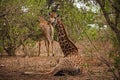 Resting Giraffe 15075 Royalty Free Stock Photo