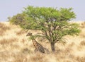 Resting Giraffe Royalty Free Stock Photo