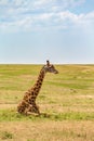 Resting Giraffe on the savanna in the Masai Mara National Reserve Royalty Free Stock Photo