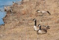 Resting Goose Couple Royalty Free Stock Photo