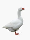 Resting Goose in Profile Royalty Free Stock Photo