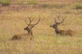 Two Mature Male Barasingha Deer Resting