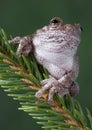 Resting gray tree frog Royalty Free Stock Photo
