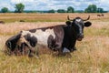 Resting, after grazing, a cow