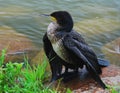 Resting great cormorant