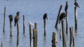 Resting great cormorants in Le Teich Bird Reserve, France