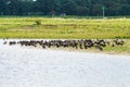 Resting great cormorants, Rammelwaard, Holland