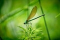 Resting green Dragonfly on a leaf Royalty Free Stock Photo