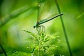 Resting green Dragonfly on a leaf, spread wings