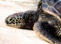 Resting Green Sea Turtle
